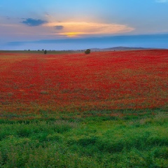 Emin Nasirov, 20.06, Баку
