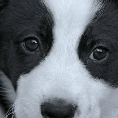 Patrick Le Gall, 12.06.1959, Scaër