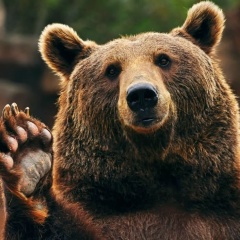 Никита Абросимов