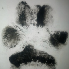 Алексей Тоцкий