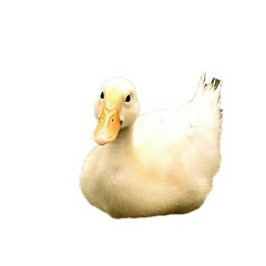 Александр Куликов, Санкт-Петербург