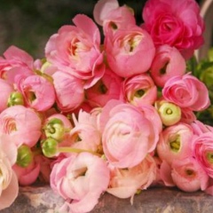 Аурика Бахи, 24.05, Sharjah