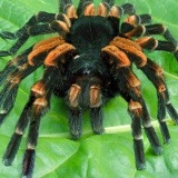 Николай Губарев