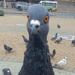 Виктория Шкутко, 25.06.1987, Минск