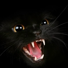 Даня Ворнов, Боровичи