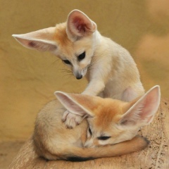 Жумабек Омартай, 08.04.1994, Шымкент