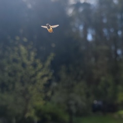 Оксана Сидоренко, 09.04.1988