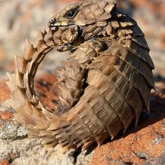 Гюльназ Киекбаева, 14.10.1908