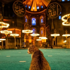 Refat Guvench, 25.01, Алматы