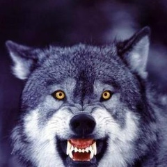 Александр Болотнов, 31.01.1986, Люберцы