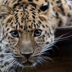 Эльвира Примаченко, 22.09.1988, Астрахань