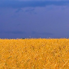 Лена Юрченко, Киев