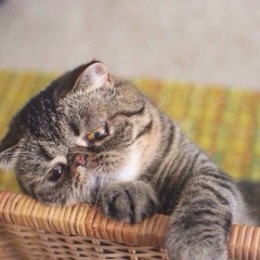 Никита Романов, 28.06.1993, Москва