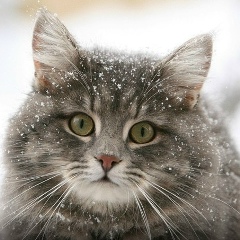 Ваня Пирогов