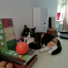 Роман Тимошенко, 09.02