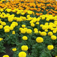 Лера Шаршина, 07.08, Челябинск