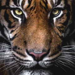 Дмитрий Розов, 29.06, Малоярославец