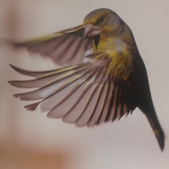 Сергей Яров, 08.04.1982, Николаев