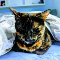 Ольга , 11.11, Sheffield