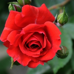 Карима Абдрахманова, 17.07, Петропавловск