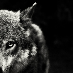 Павел Романенко