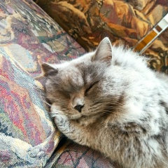 Екатерина Макаренко, Санкт-Петербург