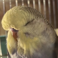 Варюха Шипкова-Иванова, 02.11, Санкт-Петербург