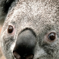 Марьям Таалиба, 08.01.1994