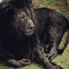 Kamil Suleimanov, 18.08, Алматы