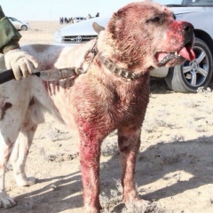 Петр Улюмджиев, 03.03.1987, Комсомольский