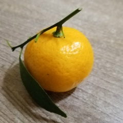 Кот Кот, 01.01