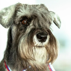 Мария Богачева, Владимир