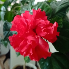 Ольга Толстова, 19.05.1981, Петрозаводск