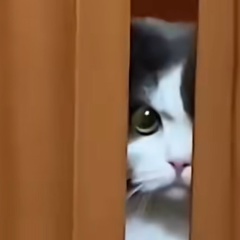 Шамиль Рамалданов, 06.01.1995, Астрахань