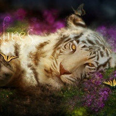 Николай Фурманов, 11.11.1986, Запорожье