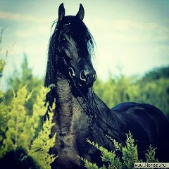 Даурен Жанадилов, 13.03.2007, Алматы