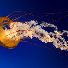 Dogan Kara, 16.05.1973, Tekirdağ