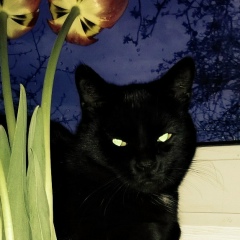 Николай Пятышев, 09.05.1955, Санкт-Петербург