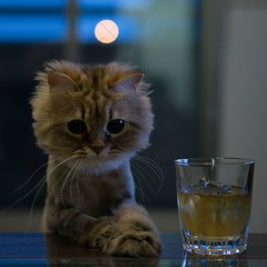 Василий Носов, 16.09.1985, Санкт-Петербург