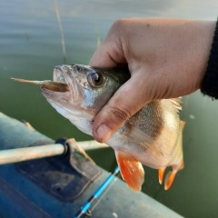 Бахытжан Ильясов, 12.02, Петропавловск