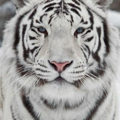 Elshan Fattaev, Dubai