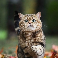 Екатерина Леу, 19.09.1984, Санкт-Петербург
