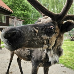 Светлана Светикова, 11.06, Москва