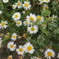 Евгения Павлоцкая, 22.03.2005