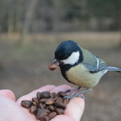 Олег Комаров, 11.01.1985, Санкт-Петербург