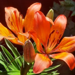 Лилия Арсланова, 16.08.1984