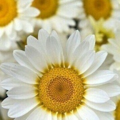 Zara Mamatsapaeva, 12.06, Москва