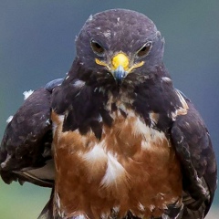 Илья Гандабулов, 26.12.1984, Рязань