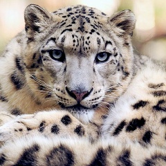 Аружан Кужина, 19.03.1995, Костанай