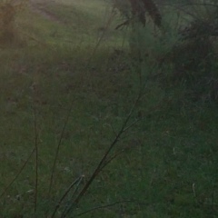 Магомед Мелесов, 05.09.1977, Махачкала